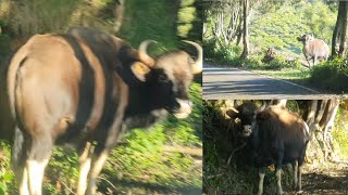 കാട്ട് പ്പോത്തുകൾ ഇങ്ങനെ റോടിൽ നിന്നാൽ Kinnakorai |  Indian Bison at Road side | കാട്ട് പോത്ത്