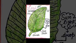 #_Science_facts#photosynthesis_#_acids#_flash card science _#_leaf_#flash#best_education_aruaggarwal