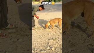 Animal lover #animals #jaisalmer #shorts #cow #dog #music #phonk #halloween #yt #morning #rajasthani