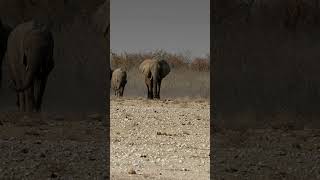 Elephants in Etosha National Park, Namibia.