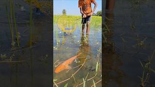 Catching big Ruhu fish by traditional Net Trap in Beel water #net_trap_fishing #catch_fish