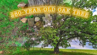 280-year-old oak tree near Slivnitza/ 280-годишен летен дъб до град Сливница