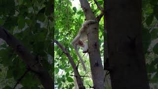 Funny group of Monkey Special Clips   #monkeyforest #animals