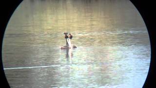 Gt Crested Grebes Display, Stanwick Lakes, Northants