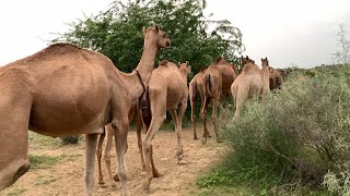 سأخبرك عن الجمال في المساء I will tell you about the camels in the evening