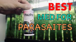 Killing parasites in your fish tank