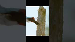 Watch Flying Squirrels Glide Through The Air In This Amazing Video!