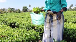 How to Pluck Tea in kericho kenya