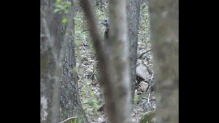 Turkey Hunt 3 hour standoff (Learning to be Patient )