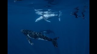 4K Closest whale encounters - a baby whale and its mother and father in the ocean