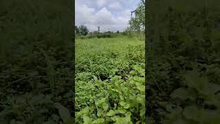 mint farming | Pudina farm