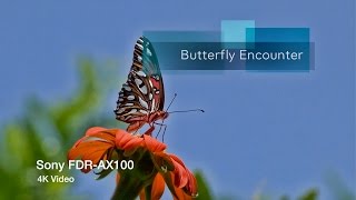 Butterfly Encounter w Test Footage Sony FDR-AX100 4K