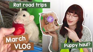 Travelling with the rats 3 times, Crufts & Puppy haul | VLOG