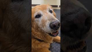 Titan acupuncture age 13 #goldendog #dog #goldretriever #puppy #accupuncture