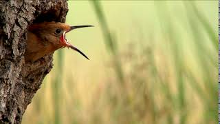 The bird with the crest: Hoopoe and its offspring Wiedehopf beim Füttern