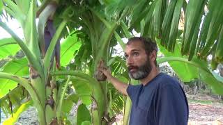 Update Video #5: Central Florida Fruit Tree and Garden Project