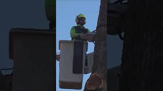 Are Seattle Trees Dying? #shorts #arborist #treeremoval #treecare  #seattle #trees #elm #oak #pine