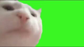 cat vibing greenscreen perfect extended loop version