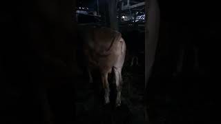 Sapi desa #sapilucu #cowvideos #pejuangrupiah