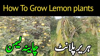 How to grow lemon in fields | care of lemon plants and hareer plants | Murad Ali Rehmani