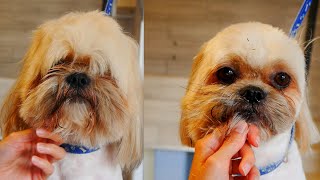 PetGroooming - Shih Tzu Grooming