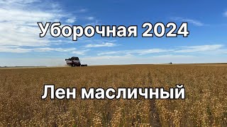 Уборочная 2024. Лен масличный. А нужно ли было пересевать пшеницу?