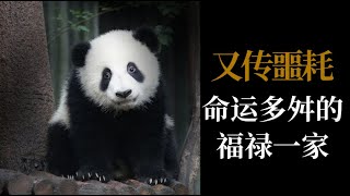 熊猫滚滚知多少13｜又传噩耗！命运多舛的福禄一家！