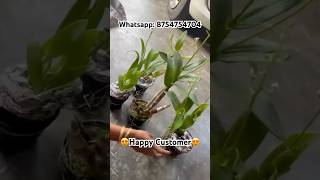 Diwali Offer🪔4 orchid plants ₹999 + Courier Charge😍Happy Customer😍🟢Whatsapp: 8754754704🟢