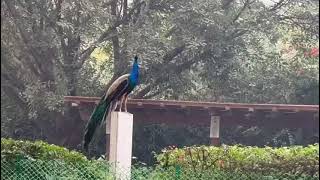 Beautiful pair of peacocks 🦚