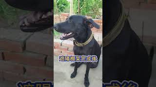 [台灣米克斯]195 體貼善解人意的隔壁小黑... #台灣犬 #台灣米克斯