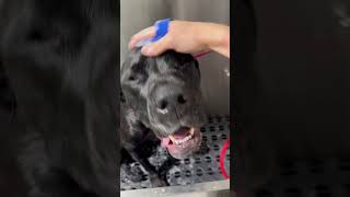 Really big boy 🐾 #dog #puppy #dogbath #doggroomer #mastiff #labrador #tutorial