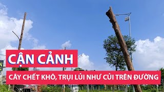 Cận cảnh cây xanh chết khô, trụi lủi như củi trên đường trăm tỉ ở Đà Nẵng