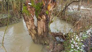 Quels arbres planter en bordure de rivière, de l'aulne?