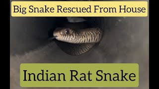 7ft Rat Snake Rescued From The House #snake #rescue #viral #trending #ratsnakerescue #india #mysore