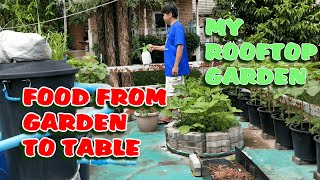 Food From Garden to Table : My Rooftop Garden