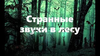 Странные звуки в лесу. Что это было? Как это объяснить?