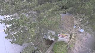 DJI F450 In Tree (Filmed By DJI F550)