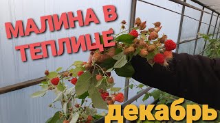 Вот такая малина зимой на Кубани Ремонтантная малина в теплице.