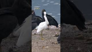 Snowy Egret & Black Vulture #shorts