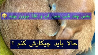 پیدا کردن سگ بی سرپرست توو کوچه | دلم نمیاد بزارمش شلتر