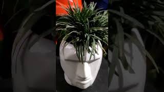 Mondo grass Plant | amazing |Plant look like his hair #shorts