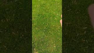 how to look at grass