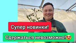 Это необыкновенная красота!Как правильно высадить  розы из коробки!