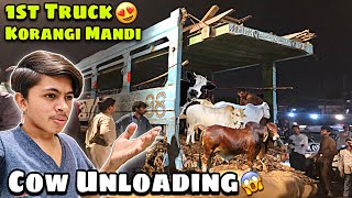 First Truck Cows Unloading In Korangi Mandi 😍 Cow Mandi Karachi | Korangi Mandi Karachi | Mandi Vlog