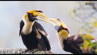 Great Hornbill cute actions & preening in rain | Great Hornbills Mate for life | TrulyWild 4K