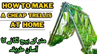 Cheapest DIY Trellis Idea | Growing peas | Urdu / Hindi | Rare Garden