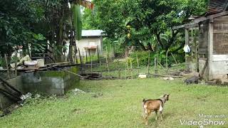 Backyard Goat raising