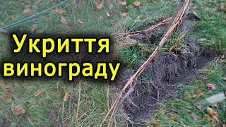 Укриття винограду на зиму. Виноград 2020