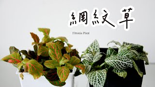 網紋草如何養護、扦插繁殖及悶養方法 Fittonia Plant care, cutting propagation and greenhouse