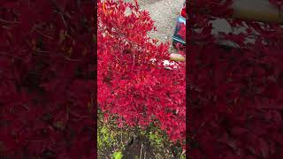 Amazing color of autumn leaves #shortsvideo #asmr